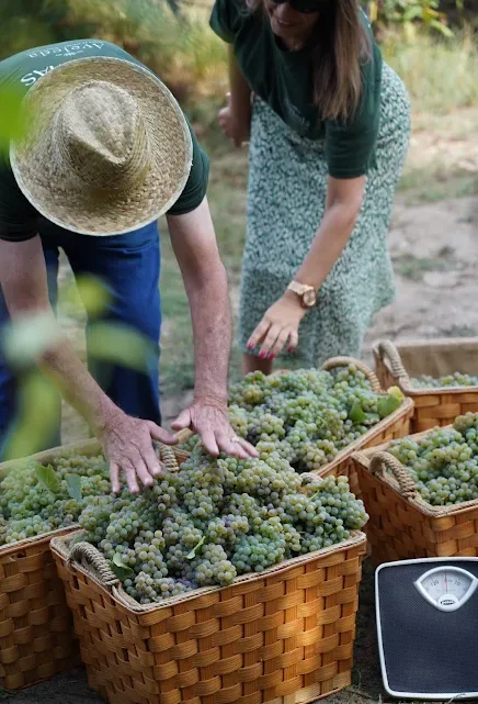 VIN-DIM’ART! regressa à Quinta da Aveleda para celebrar a época das vindimas