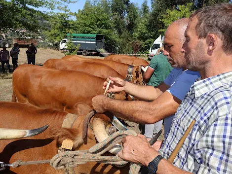 Castelo de Paiva | UMA INICIATIVA QUE VALORIZA A TRADIÇÃO AGRÍCOLA. CONCURSO DE GADO BO VINO REALIZOU NA ROMARIA GRANDE D SE ONTE M A SANTA EUFÉM
